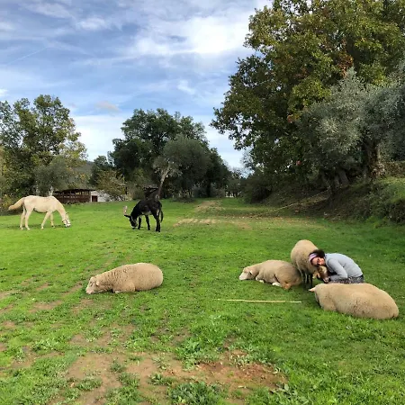 Quinta Do Ragal Bauernhof Lavacolhos
